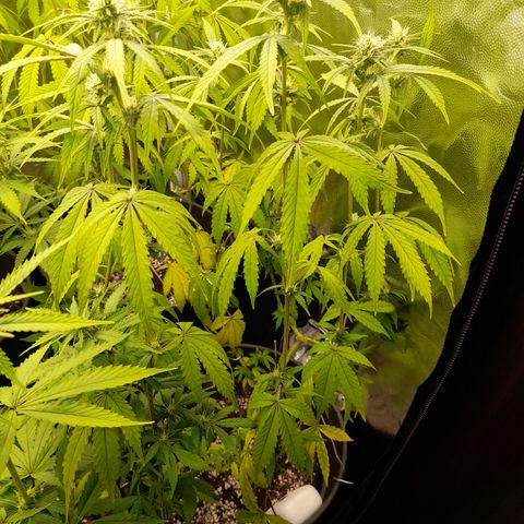 Green Gelato  growlog timeline photo
