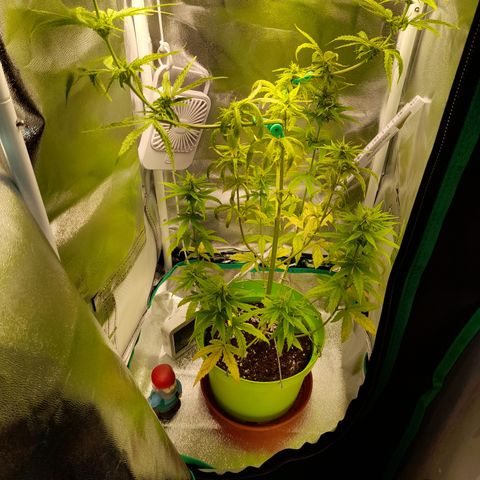 Royal Runtz  growlog timeline photo