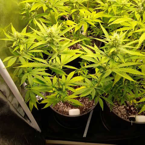 Fat Gorilla  growlog timeline photo