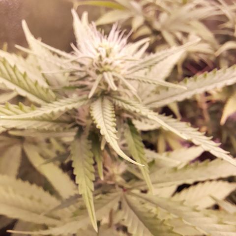 Fat Gorilla  growlog timeline photo