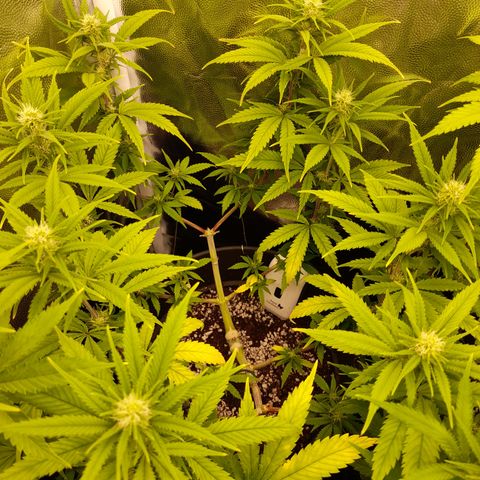 Pink Runtz  growlog timeline photo