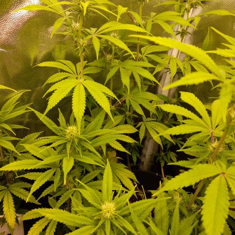 Sherbet Queen  growlog timeline photo