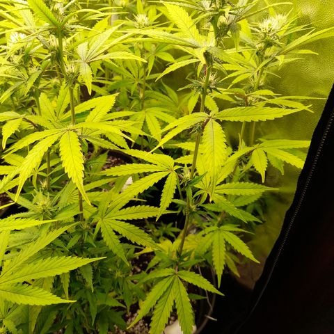 Green Gelato  growlog timeline photo
