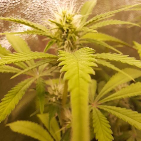 Sherbet Queen  growlog timeline photo