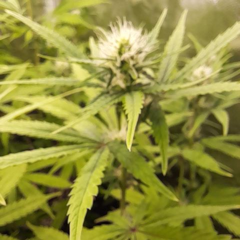 Green Gelato  growlog timeline photo