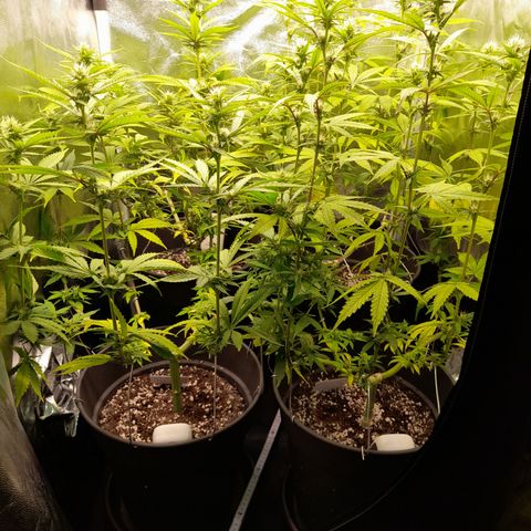 Fat Gorilla  growlog timeline photo