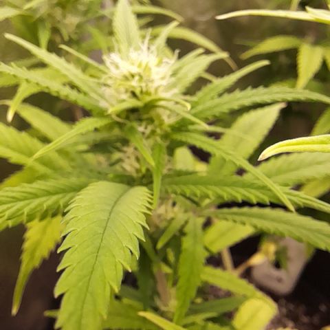 Pink Runtz  growlog timeline photo