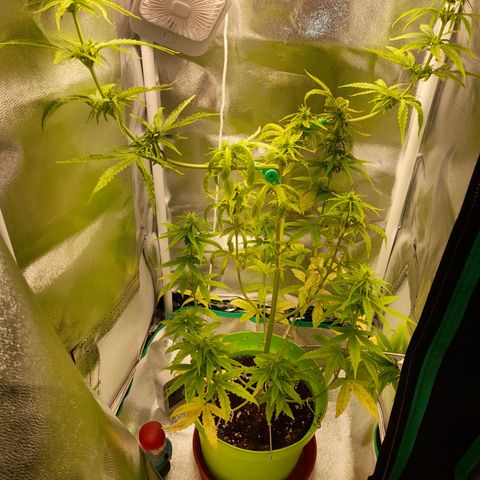 Royal Runtz  growlog timeline photo