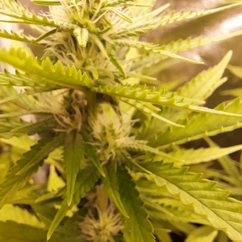 Fat Gorilla  growlog timeline photo