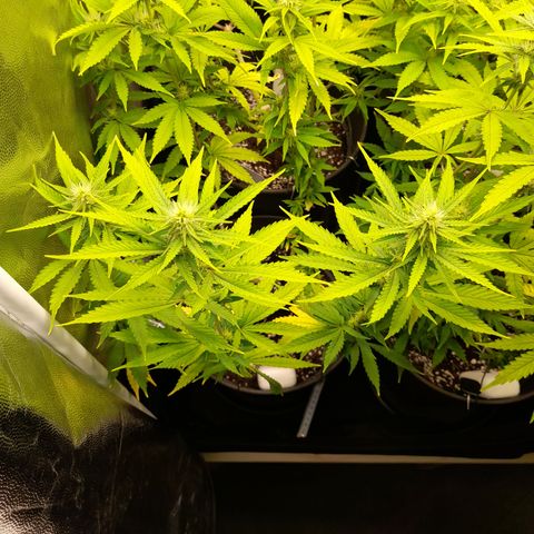 Fat Gorilla  growlog timeline photo