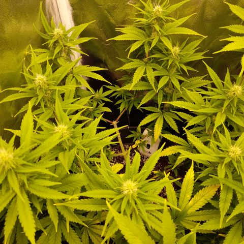 Pink Runtz  growlog timeline photo