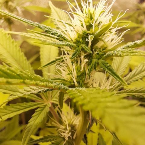 Sherbet Queen  growlog timeline photo