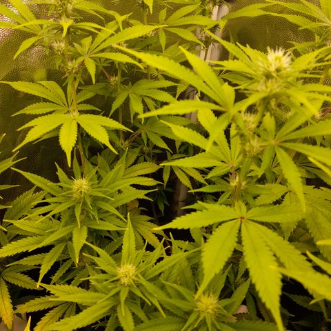 Sherbet Queen  growlog timeline photo
