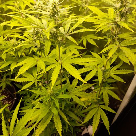 Green Gelato  growlog timeline photo