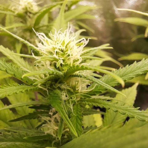 Pink Runtz  growlog timeline photo