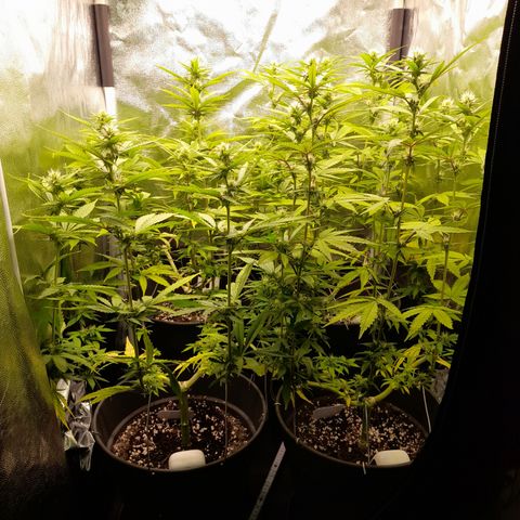 Fat Gorilla  growlog timeline photo