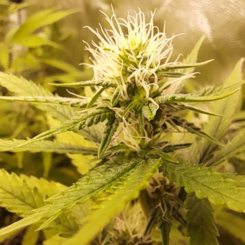 Green Gelato  growlog timeline photo