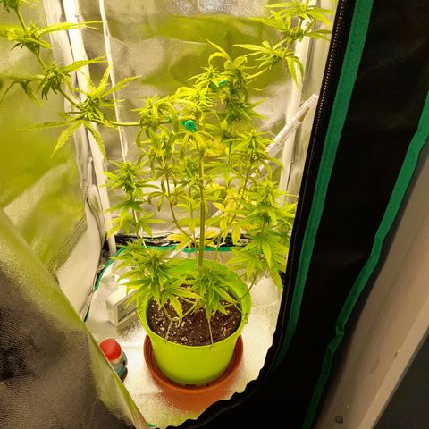 Royal Runtz  growlog timeline photo