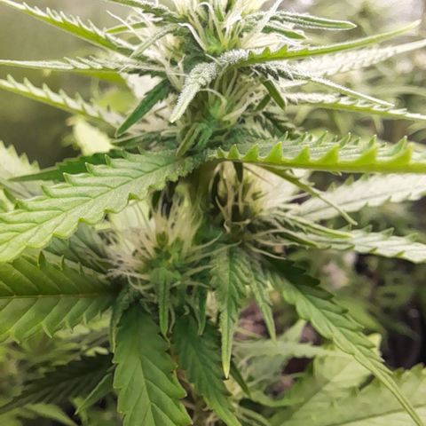 Fat Gorilla  growlog timeline photo