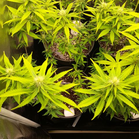 Fat Gorilla  growlog timeline photo