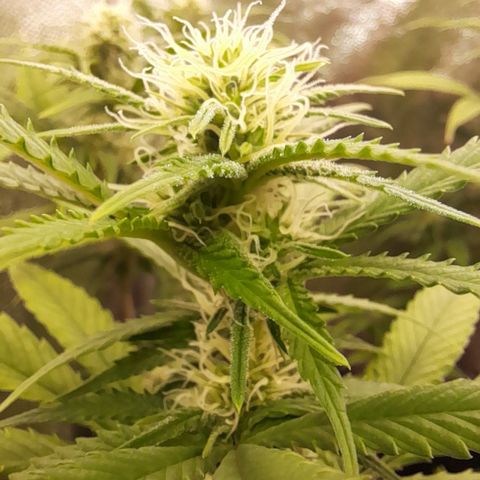 Pink Runtz  growlog timeline photo