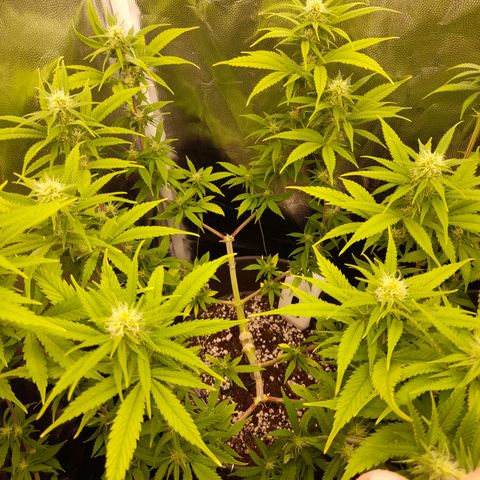 Pink Runtz  growlog timeline photo