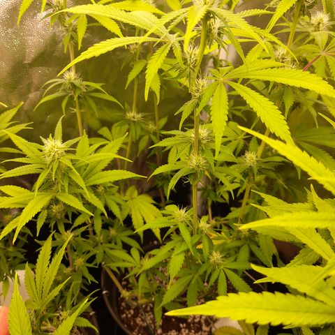 Sherbet Queen  growlog timeline photo