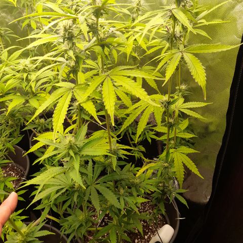 Green Gelato  growlog timeline photo