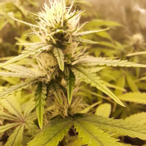 Green Gelato  growlog timeline photo