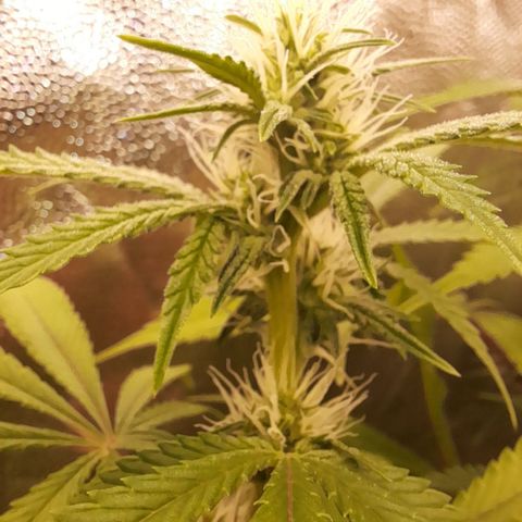 Sherbet Queen  growlog timeline photo