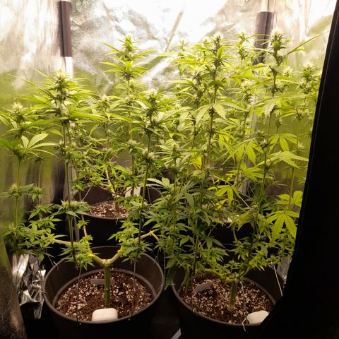 Fat Gorilla  growlog timeline photo