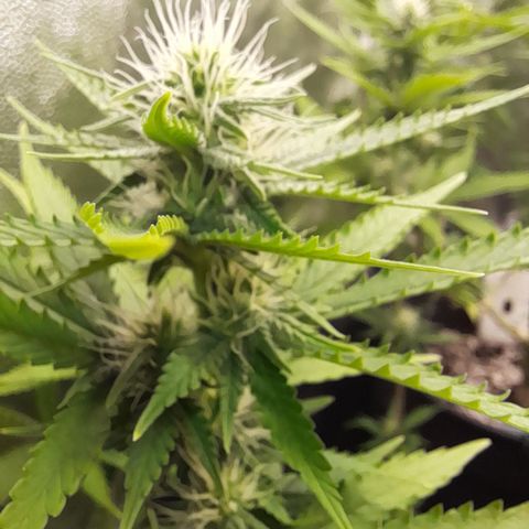 Fat Gorilla  growlog timeline photo