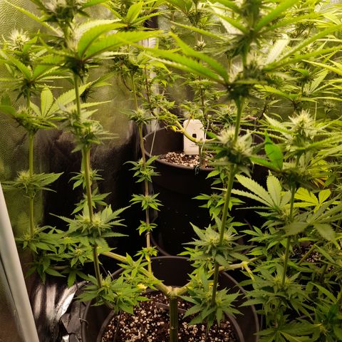 Fat Gorilla  growlog timeline photo