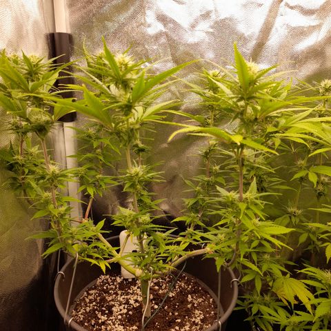 Pink Runtz  growlog timeline photo
