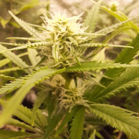 Pink Runtz  growlog timeline photo