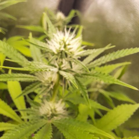 Sherbet Queen  growlog timeline photo