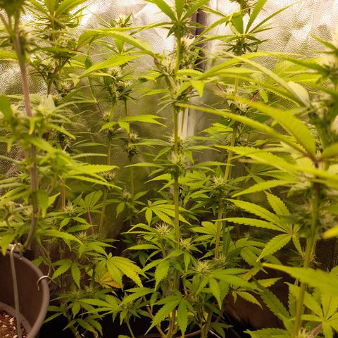 Sherbet Queen  growlog timeline photo