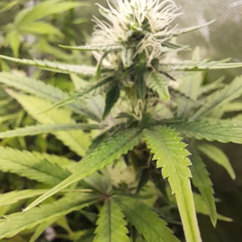 Green Gelato  growlog timeline photo