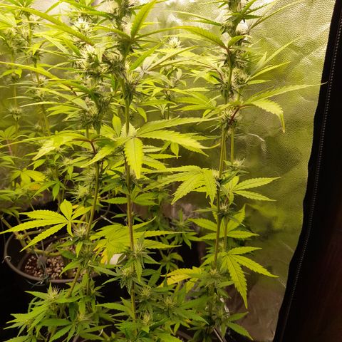 Green Gelato  growlog timeline photo