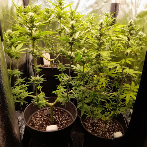 Fat Gorilla  growlog timeline photo