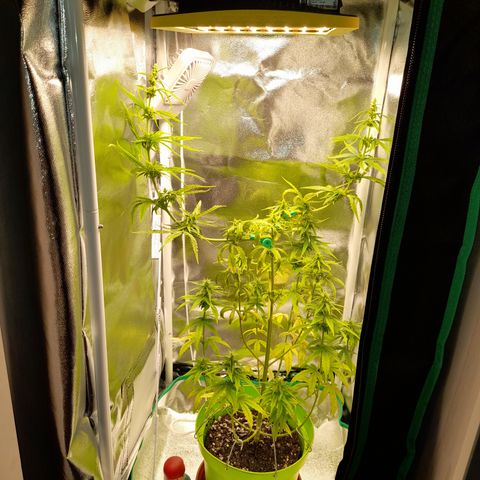 Royal Runtz  growlog timeline photo