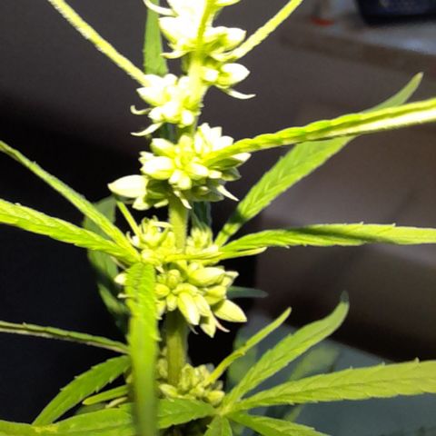 Royal Runtz  growlog timeline photo