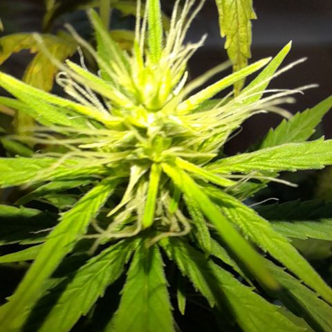 Royal Runtz  growlog timeline photo