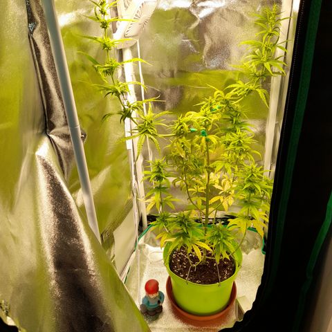 Royal Runtz  growlog timeline photo