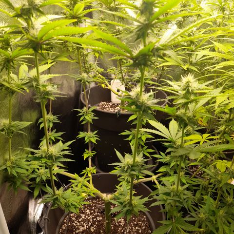 Fat Gorilla  growlog timeline photo