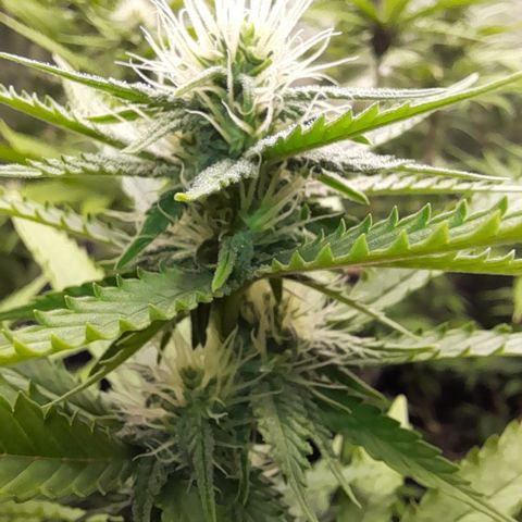 Fat Gorilla  growlog timeline photo