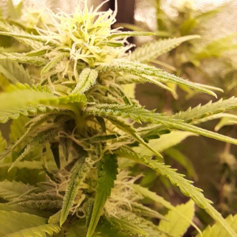 Pink Runtz  growlog timeline photo