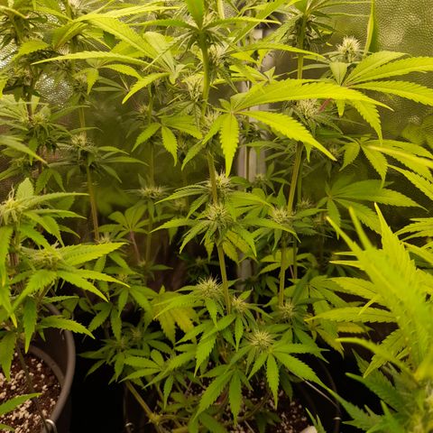 Sherbet Queen  growlog timeline photo
