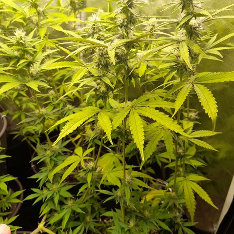 Green Gelato  growlog timeline photo