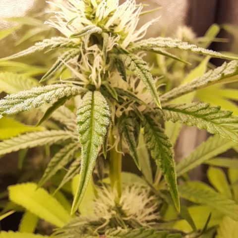 Sherbet Queen  growlog timeline photo